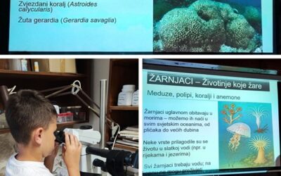 Zaštićeni žarnjaci u Jadranskom moru
